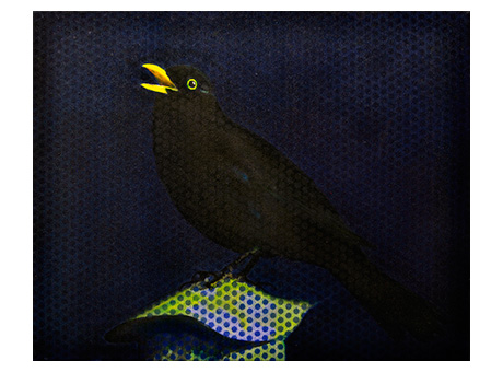 BLACKBIRD-I-X_web.jpg